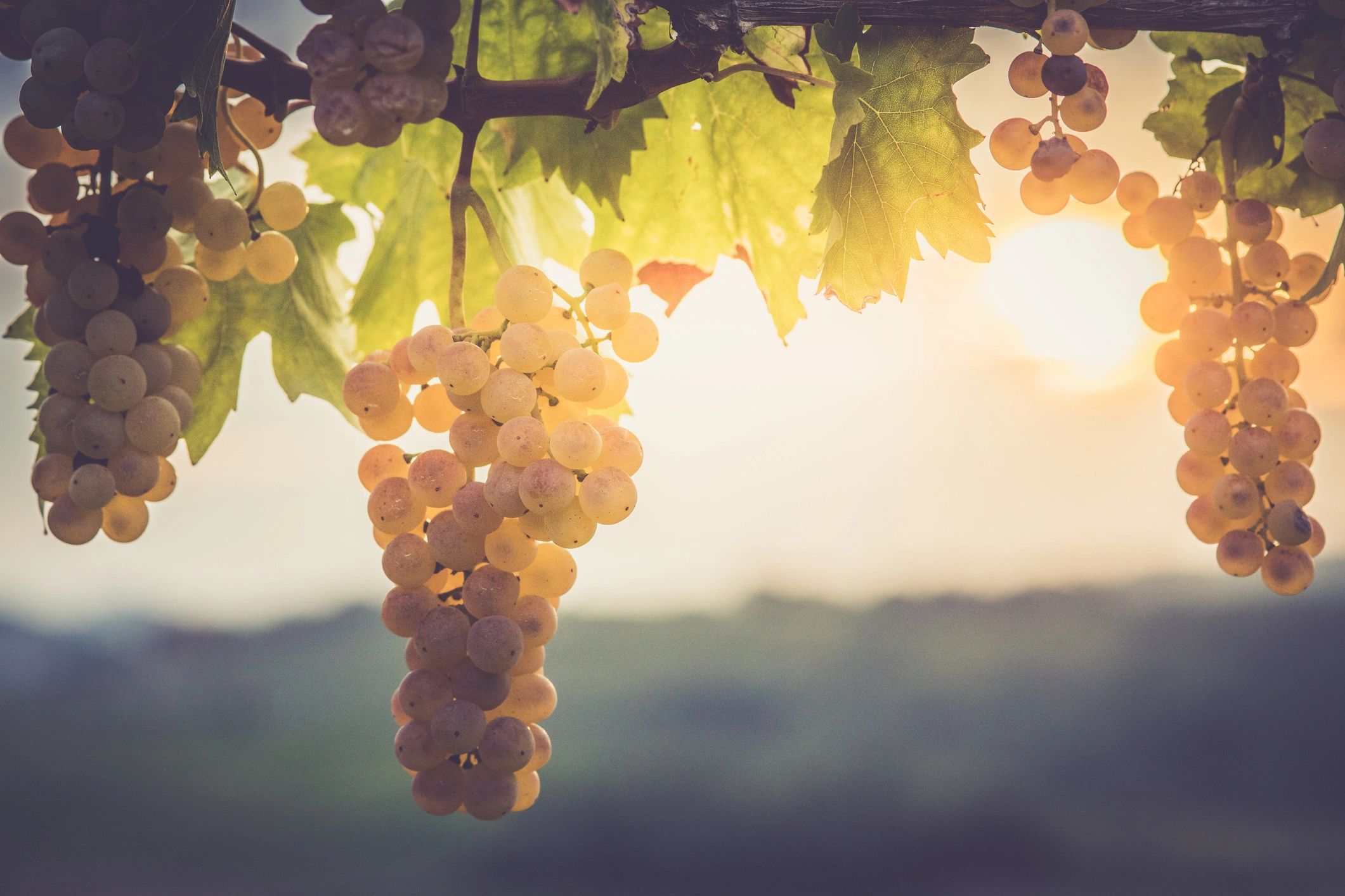 wine grapes vineyard estate modern elegant