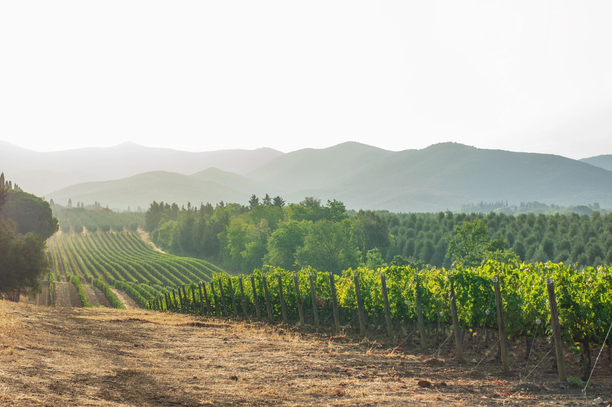 Georgian vineyard landscape
