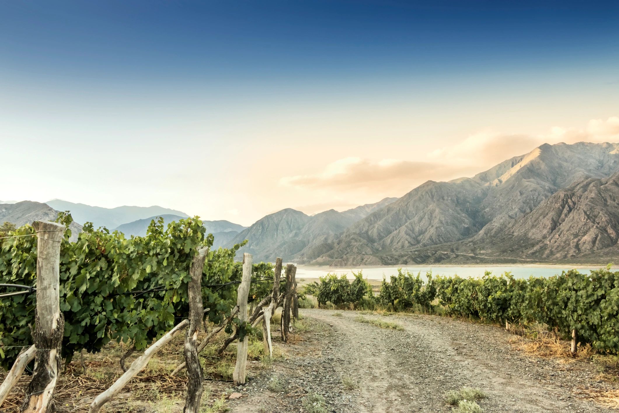 Georgian winery vineyard landscape premium