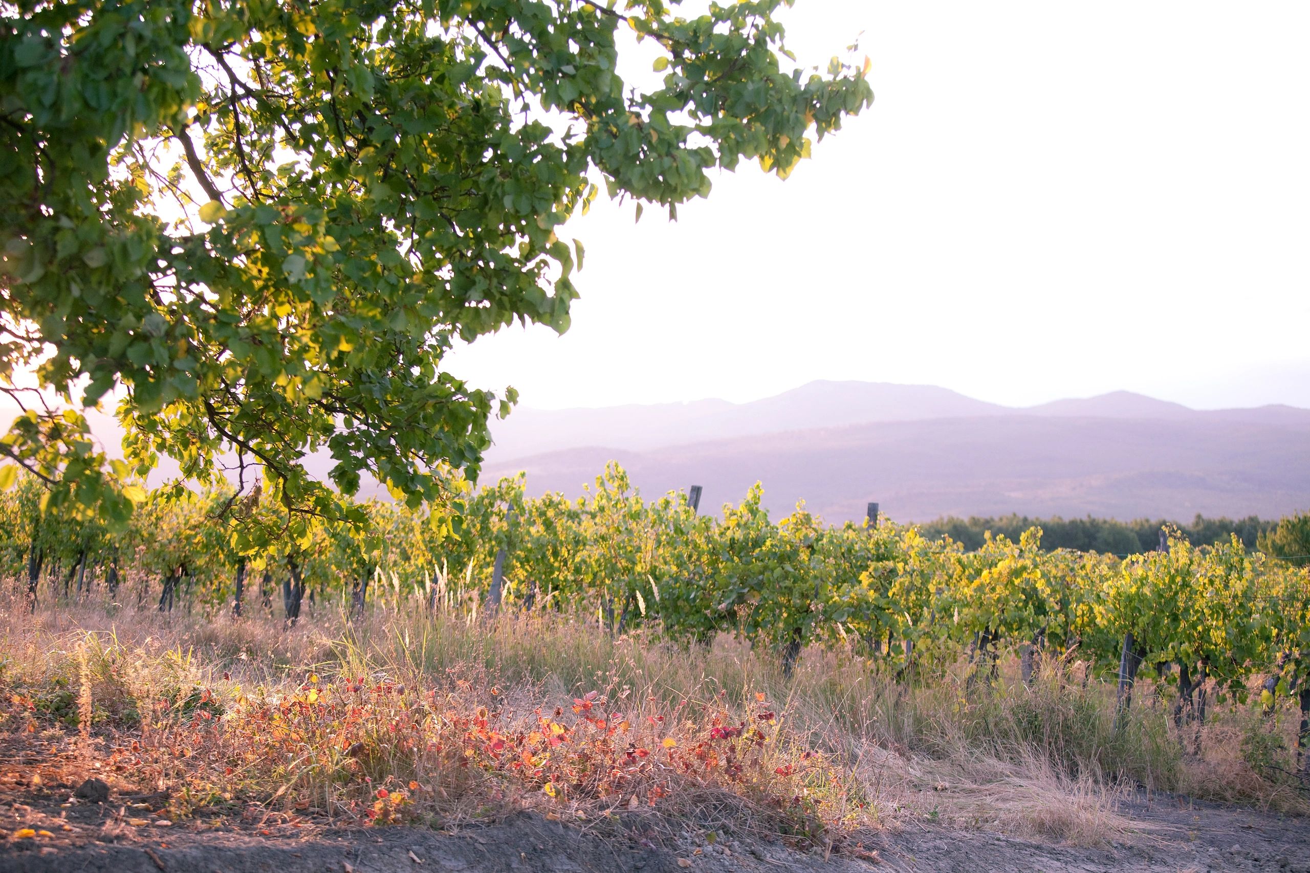 Georgian winery vineyard landscape premium