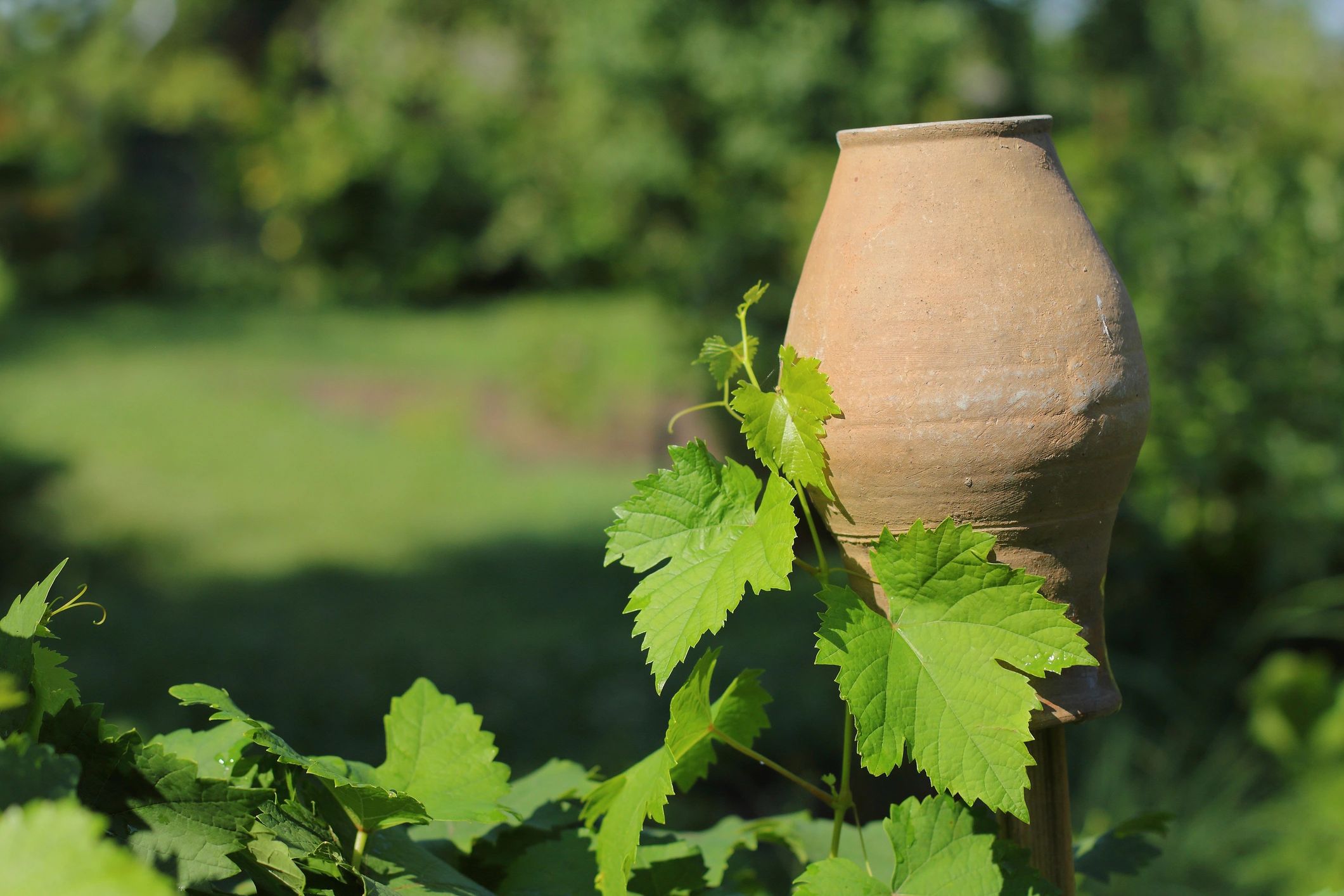 Georgian wine history vineyard production old and modern Qvevri grapes
