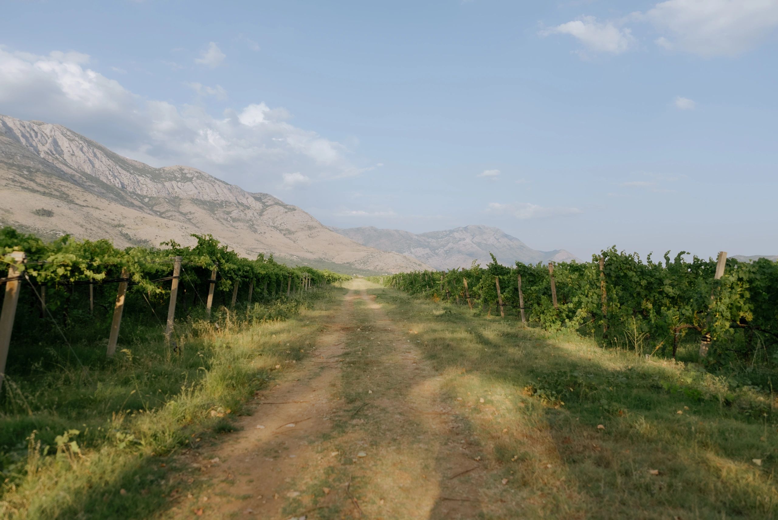 Georgian winery vineyard landscape premium